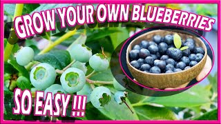 How to Grow Blueberries in Containers Gardening Tips Manila London Growing Blueberry Bush Plant [upl. by Okoyik525]