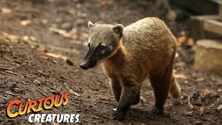 Coati  Curious Creatures [upl. by Natsirc]