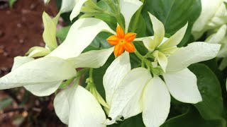 Buddha’s Lamp flower Plant  Mussaenda philippica Mussaenda Frondosa [upl. by Zoi874]