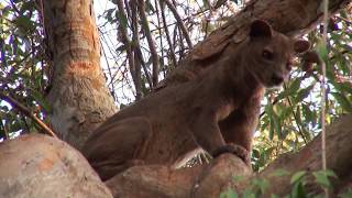 fossa in Madagascar [upl. by Mab707]