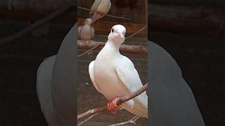 Burung puter albino [upl. by Evie]