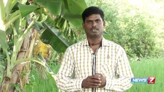 Tips to grow Ammaan Pacharisi which helps to cure wart  Poovali  News7 Tamil [upl. by Henrie]