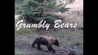 Oregon Trail Cam Siskiyou Sylvan Cinema 15 quotGrumbly Bearsquot [upl. by Arriet]