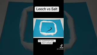 Leech vs Salt [upl. by Mcleroy834]