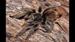 Aphonopelma marxi Gorgeous American tarantula in natural habitat [upl. by Montagu471]