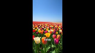 Tulip Mania The Flower Frenzy That Ruined Lives [upl. by Ahsinar]