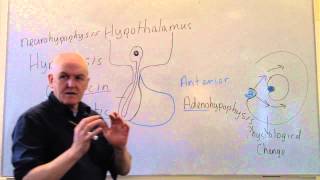 Endocrine lesson 1 Introduction and pituitary [upl. by Bornie426]