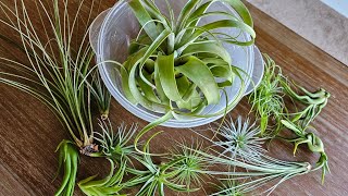 Tillandsia Air Plant WATERING day  collection xerographica ionantha tectorum [upl. by Eema179]