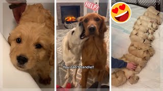 Funny Dogs of TikTok  Cutest Puppies Compilation [upl. by Nileve]