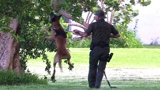 Police K9 Unit Hider In The Tree TakeDown Training [upl. by Olfe]