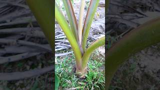 Giant Taro  Cak Puput Tesa berkebun gardening cultivation [upl. by Boycie]