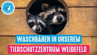 Waschbären in unserem Tierschutzzentrum Weidefeld [upl. by Novyaj]