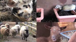 Amazing Animals at Spitalfields City Farm London [upl. by Joelle23]