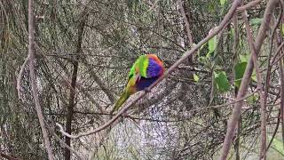 Australia Rainbow Lorikeets  Campbelltown [upl. by Tallbott]