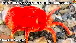 Friendly “Rain Bugs” Giant Indian Red Velvet Mite Trombidium sp Short NatureWildlife Documentary [upl. by Doowyah917]