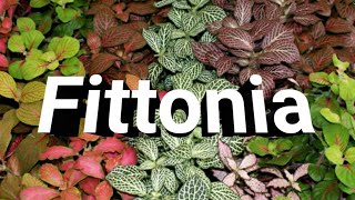 Facts about fittonia plant indoor garden [upl. by Hnamik576]