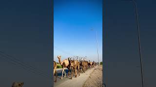 Camel population in Australia [upl. by Marbut293]