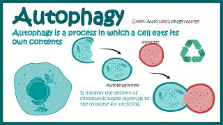 Autophagy  Introduction to Macroautophagy  Mechanism of Autophagy  fasting induce Autophagy [upl. by Onairda115]