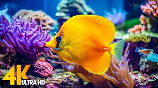 Aquarium 4K VIDEO ULTRA HD 🐠 Beautiful Coral Reef Fish  Relaxing Sleep Meditation Music 63 [upl. by Elleiram956]