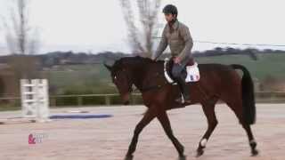 Varier lallure de son cheval  Equidia Life [upl. by Yarled]