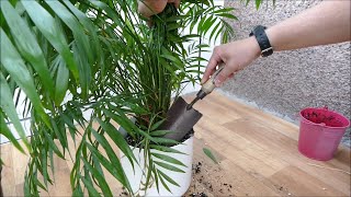 Repotting My Parlour Palm Chamaedorea elegans [upl. by Nroht37]