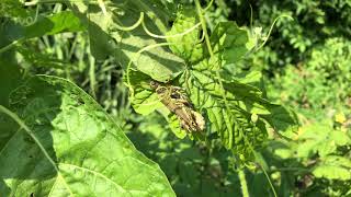 Grasshoppers mating [upl. by Fletch]