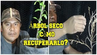 Árbol seco ¿Cómo recuperarlo [upl. by Cooke941]