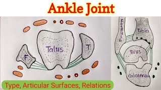 Ankle Joint 14 [upl. by Whetstone]