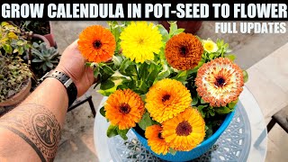 Easiest Flower To Grow From Seed  CALENDULA  SEED TO FLOWER [upl. by Anigue]