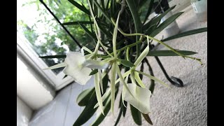 Brassavola and other orchid care [upl. by Lilybel]