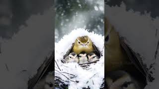 Heroic Goldcrest Bird Rescue Chicks During Snowstorm goldcrest snow mother trending cute [upl. by Atiuqrehs]