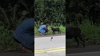 Cachorra Abandonada Grávida Até Cruzar o Caminho de Uma Mãe resgatedecachorro cachorro pets [upl. by Lupe]