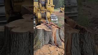 Stump removal landscape tree split [upl. by Hamon]