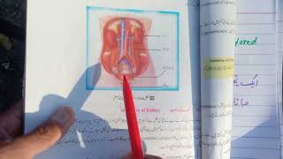 Urinary Bladder Meaning In Urdu  what Is Urinary Bladder [upl. by Dihgirb609]