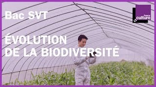 BAC SVT révisions  Évolution de la biodiversité [upl. by Nolyd]