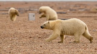 The polar bear and the bird scientist George Divoky’s 50year vigil [upl. by Geibel299]