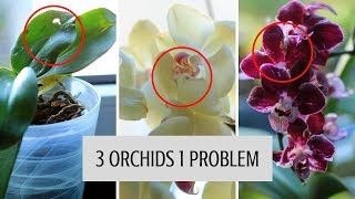 WORST NIGHTMARE FOR ORCHID GROWER  THRIPS ON ALL ORCHIDS [upl. by Noxaj]