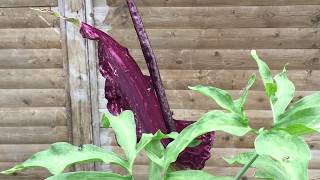 Dracunculus Vulgaris blüht  dieses mal ohne Biene und Hummel  MEGA Gestank [upl. by Daye]