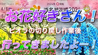 【２０２４浜名湖花博】 ビオラの切り戻し どんな感じ？ 浜松フラワーパークへ行きました♪ [upl. by Clarine892]