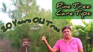 How to grow Pine Tree  Pine tree care  Chir Tree Care  Urdu Hindi [upl. by Stasny]