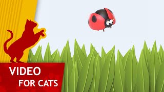 Cat Games  Get that ladybug Video for Cats to watch [upl. by Ycnaf]