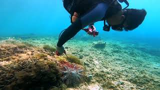 CrownofThorns Starfish [upl. by Alrich]