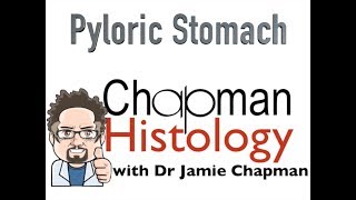 3 Min Histology  Pyloric Stomach [upl. by Aketahs]