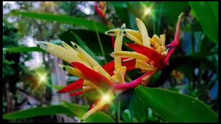 Heliconia Psittacorum Flower Like Parrot Abw 04 [upl. by Ulysses]