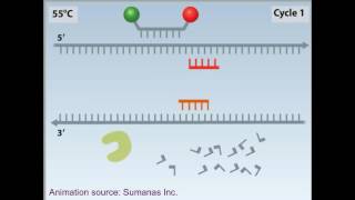 rtPCR animation [upl. by Charmain]