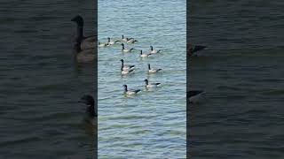 Brant in Brant Beach LBI lbi longbeachisland [upl. by Dalston]