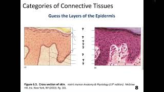 Integumentary System Lecture [upl. by Dennison]