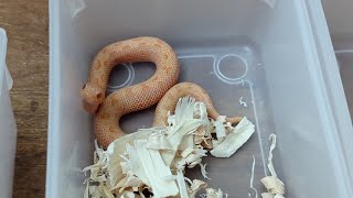 My sunburst hognose babies have changed a lot since hatching [upl. by Nywroc]