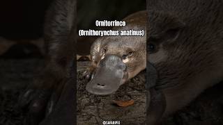 Conoce al Ornitorrinco Un Animal Único en su Especie [upl. by Drofnats]