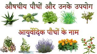 औषधीय पौधों और उनके उपयोग  Ayurvedic Plants Information In Hindi  आयुर्वेदिक पौधों के नाम [upl. by Jesh]